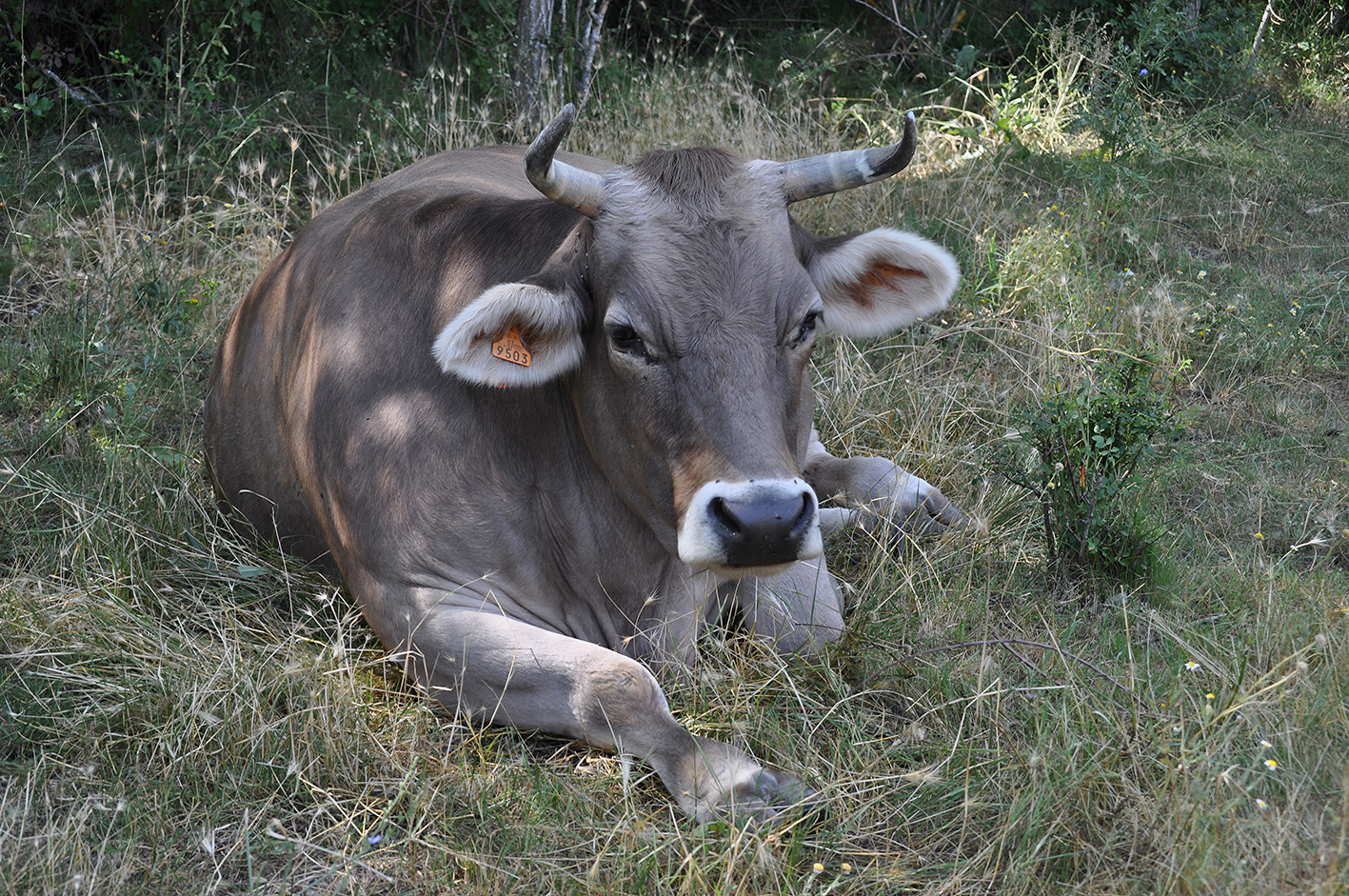 A cow lying in the grass
AI-generated content may be incorrect.