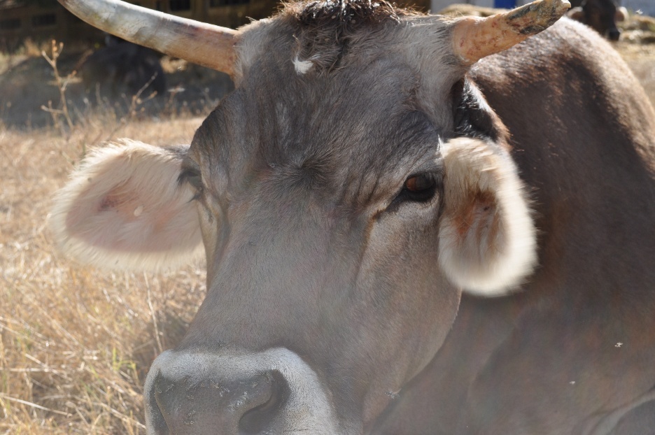 A close-up of a cow
AI-generated content may be incorrect.