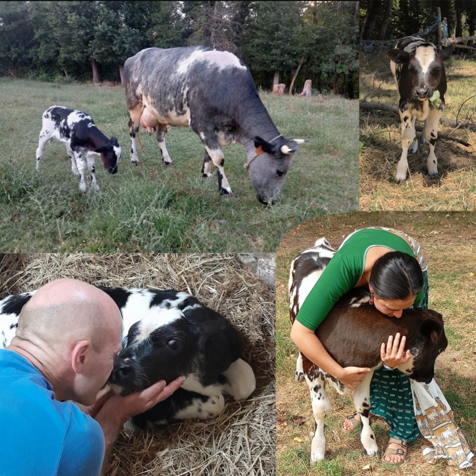 A collage of cows and a person
AI-generated content may be incorrect.