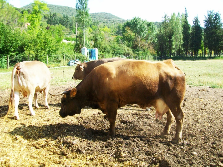 A group of cows in a field
AI-generated content may be incorrect.
