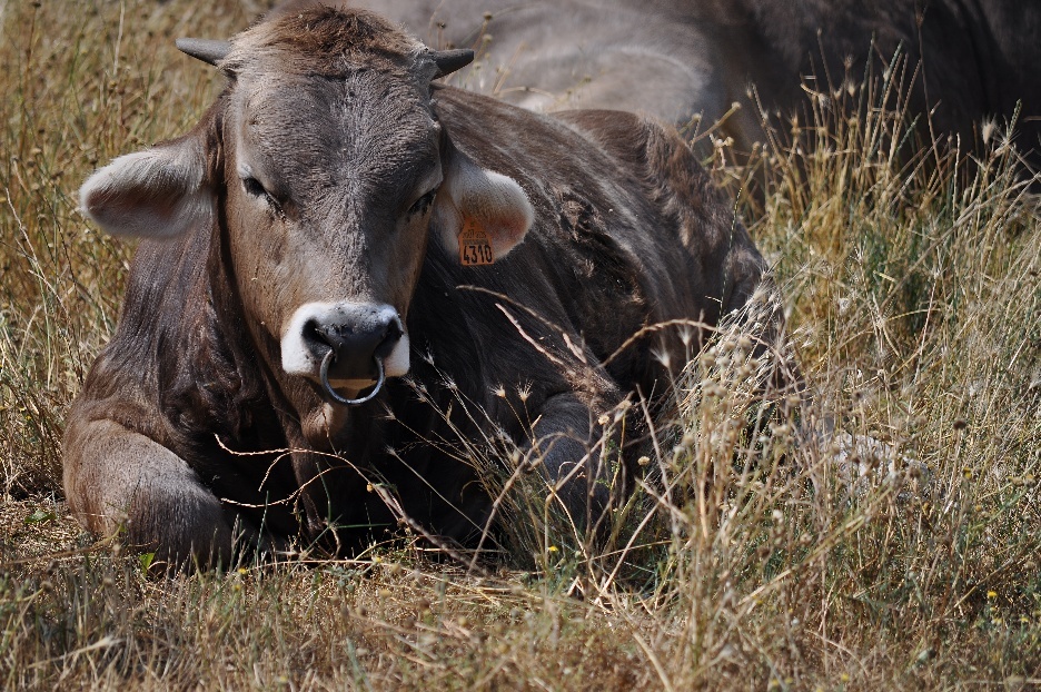 A cow lying in the grass
AI-generated content may be incorrect.