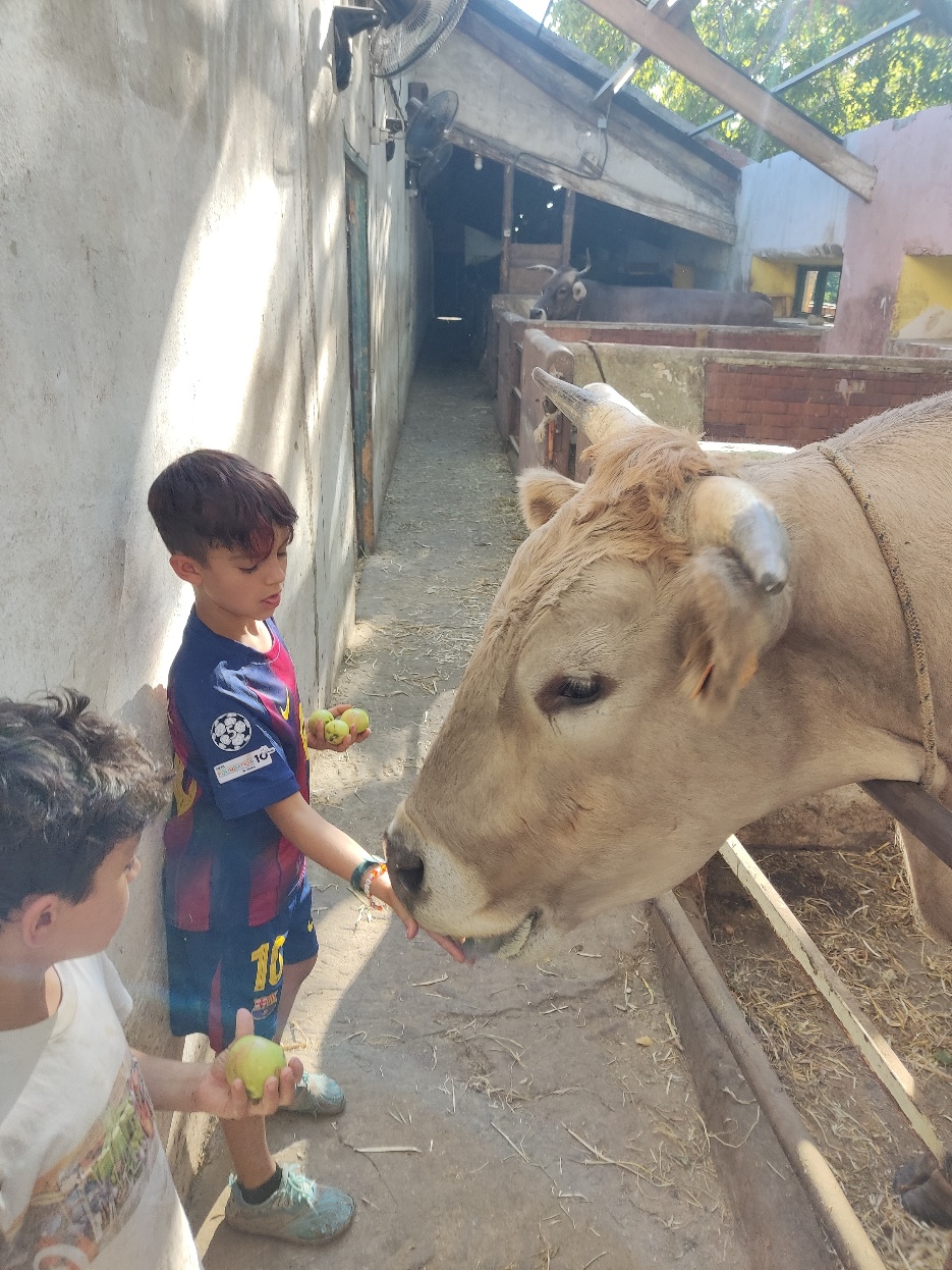 A cow with horns and horns in a barn
AI-generated content may be incorrect.