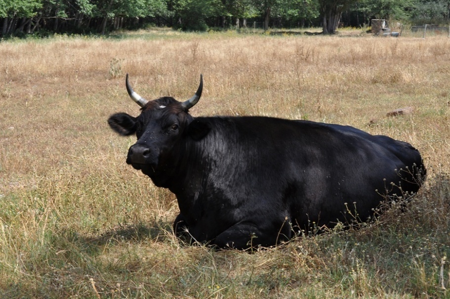 A black cow lying in a field
AI-generated content may be incorrect.