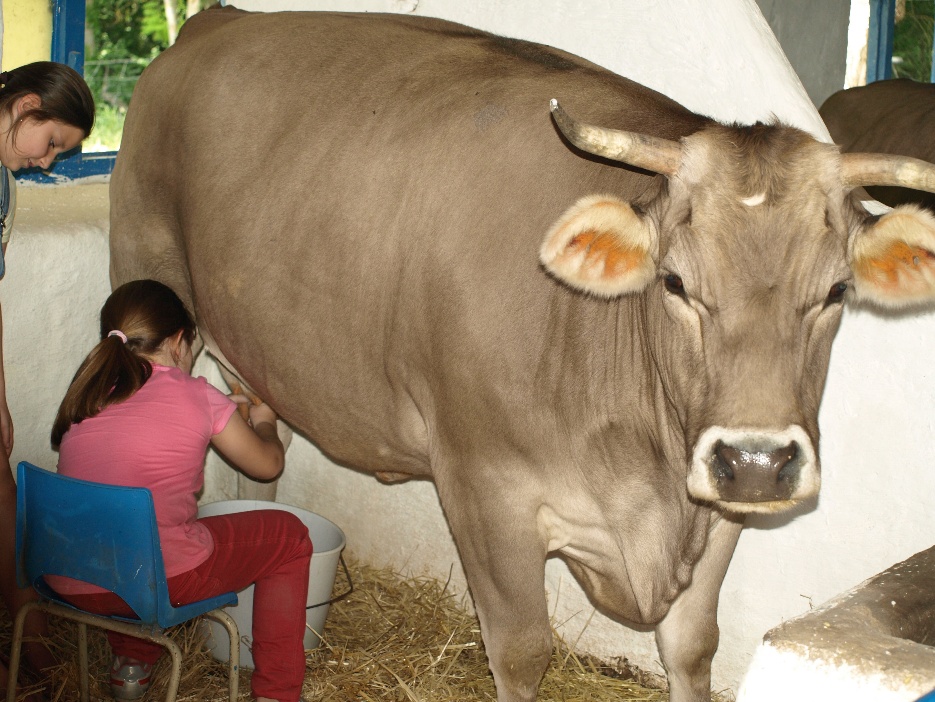 A person milking a cow
AI-generated content may be incorrect.