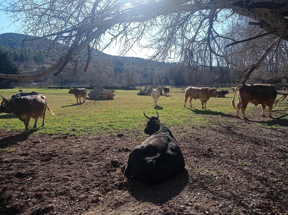 A group of cows in a field
AI-generated content may be incorrect.