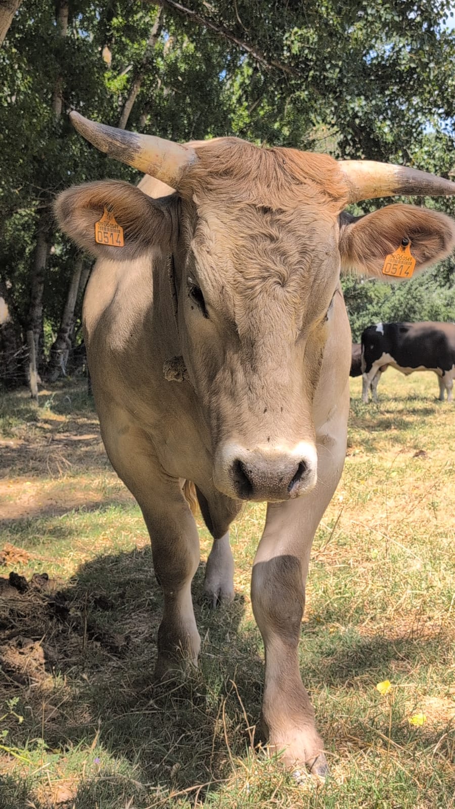 A cow with horns walking in a field
AI-generated content may be incorrect.