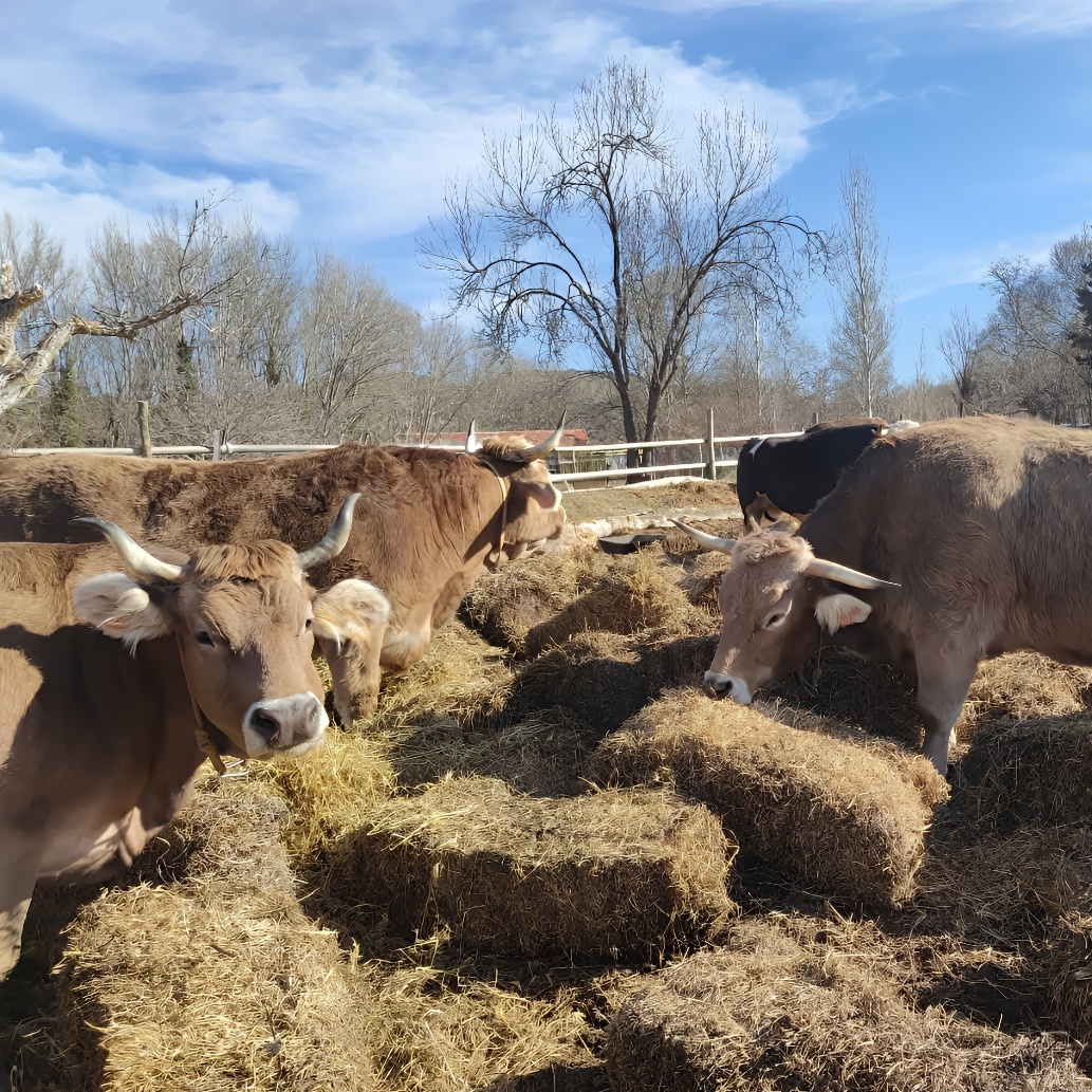 A group of cows eating hay
AI-generated content may be incorrect.