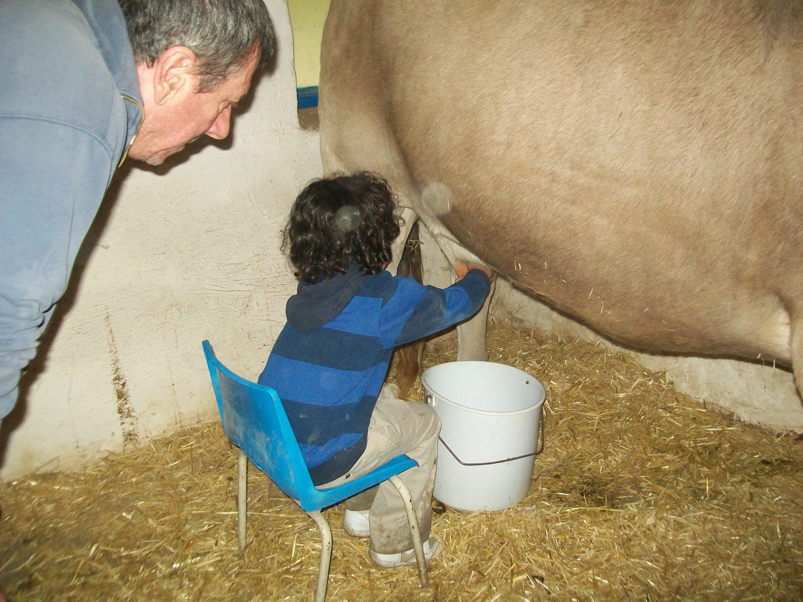 Las Vacas Portada Libro